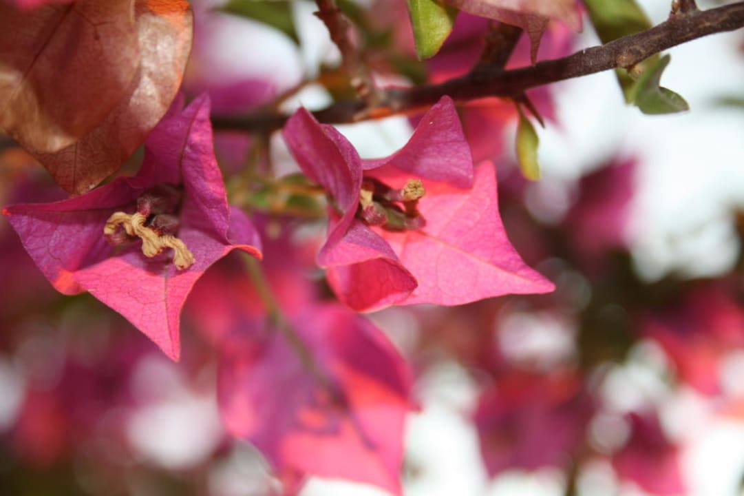Blühende Pflanze Hotel Orfeus Park