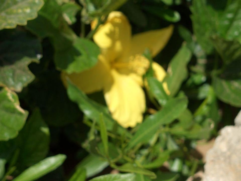 Blume Sentido Akassia Beach