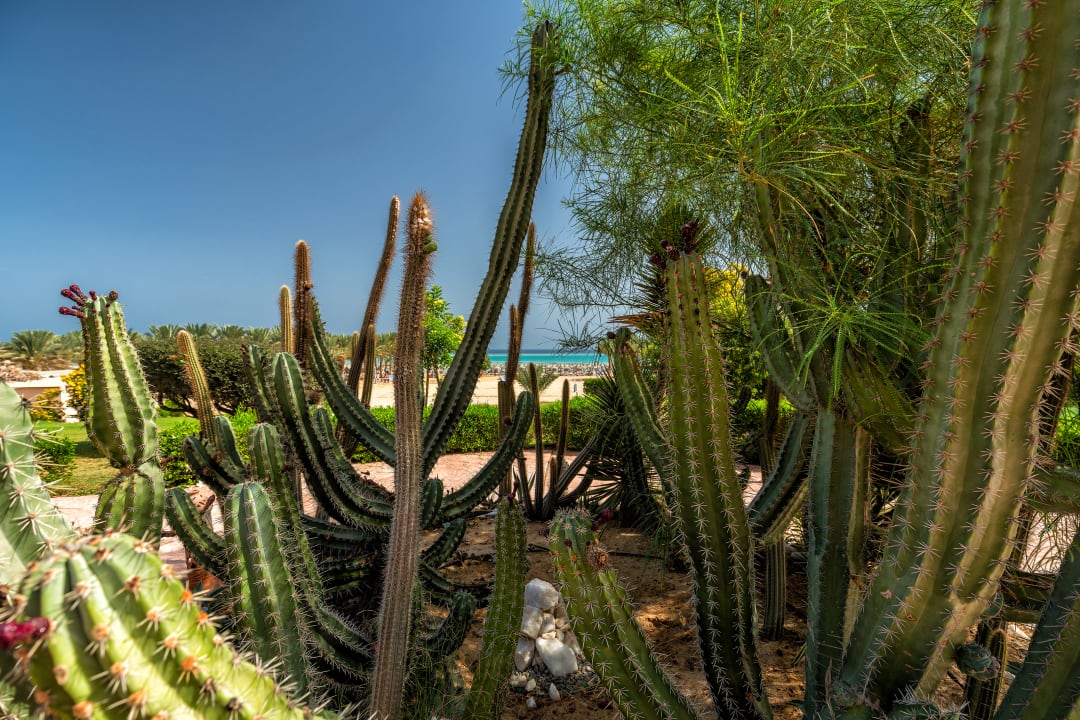 Gartenanlage Dream Lagoon Resort & Aqua Park