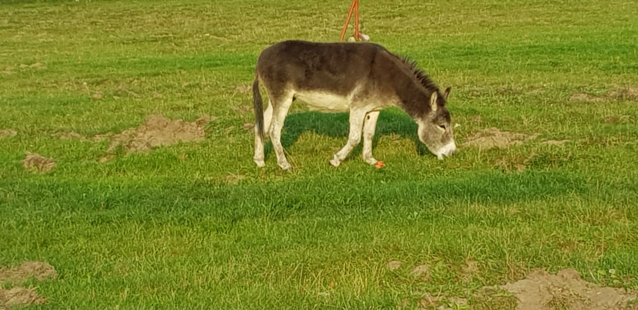 Sonstiges Strandhafer Aparthotel