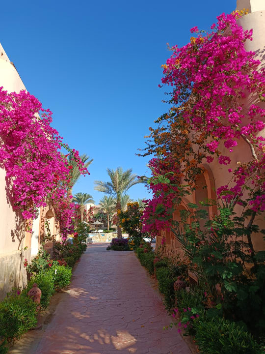 Gartenanlage Dream Lagoon Resort & Aqua Park