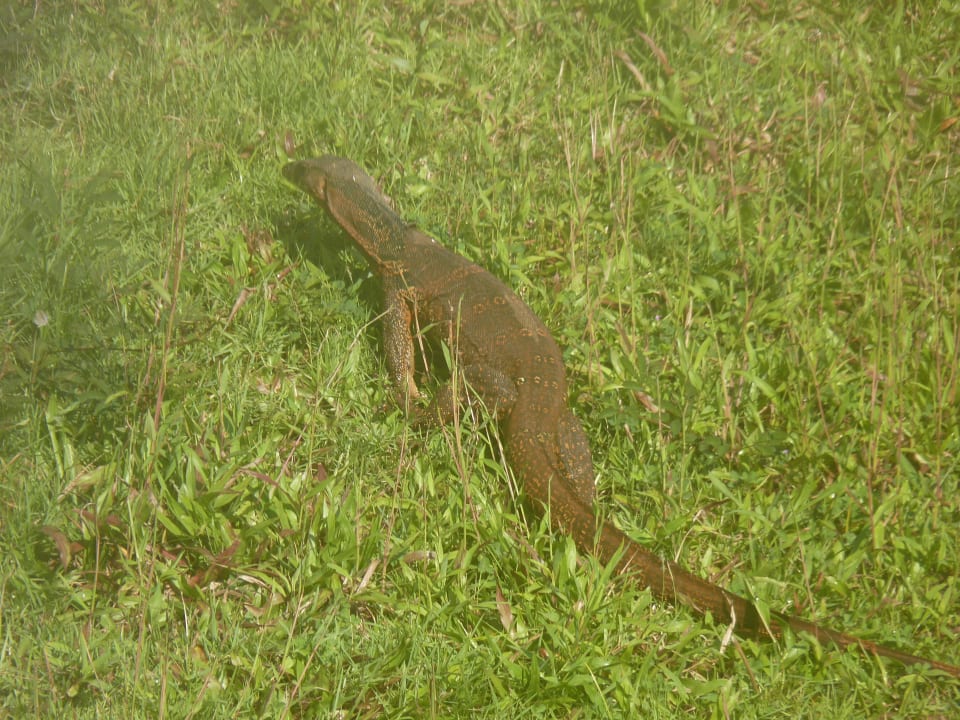 Gros lézard Khaolak Laguna Resort