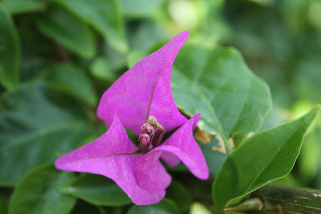 Blume Club Turtas Beach Hotel