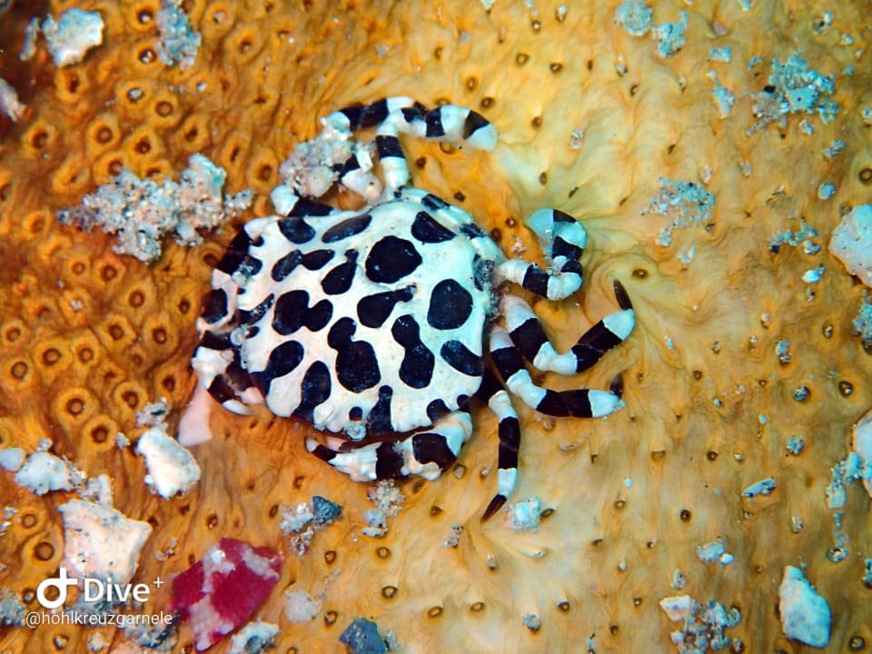 Sport & Freizeit Hotel Coral Garden