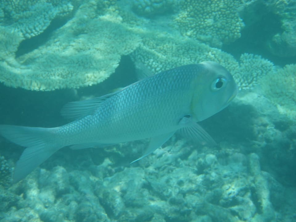 Fisch Diamonds Thudufushi