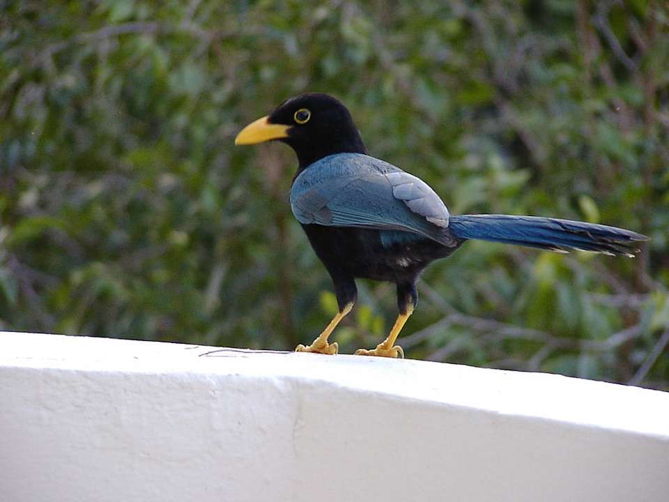 Yucatanblaurabe auf Balkon Sandos Caracol Eco Resort