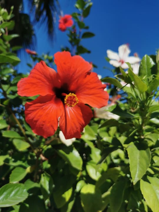 Gartenanlage Adalya Resort & Spa - Adults Only