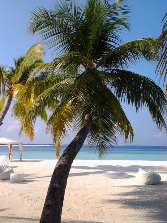Die beste Palme am Strand Kihaa Maldives
