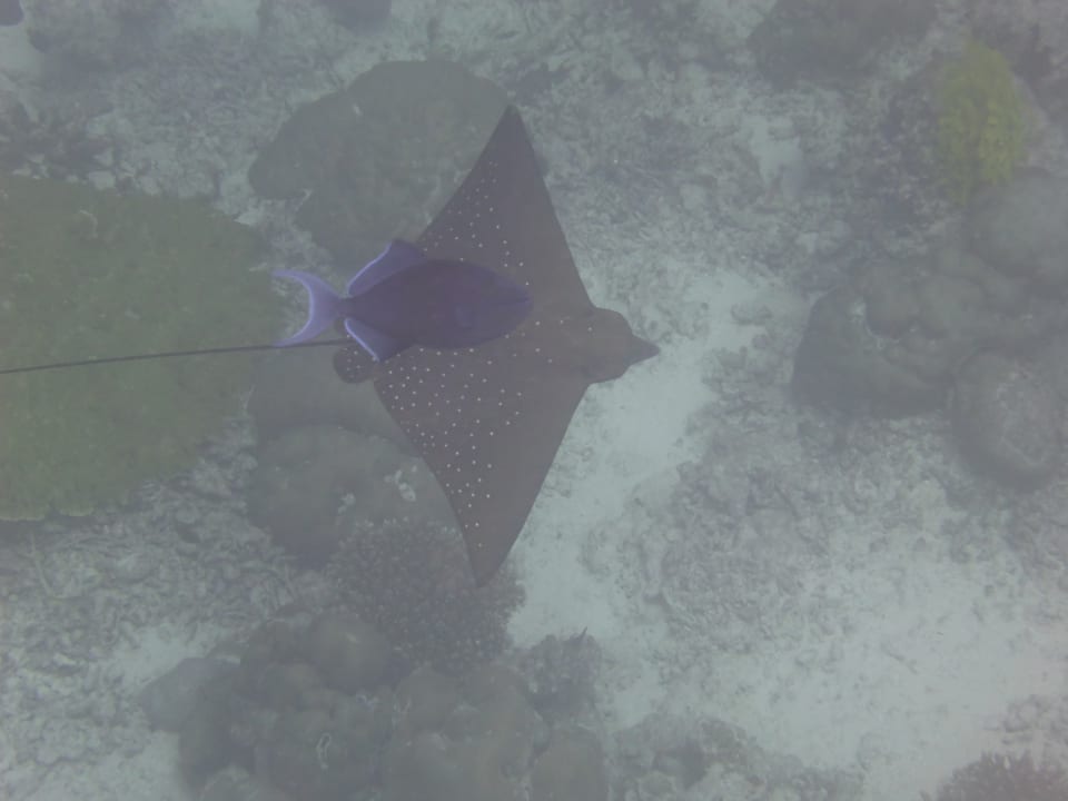 Sport & Freizeit Vilamendhoo Island Resort & Spa