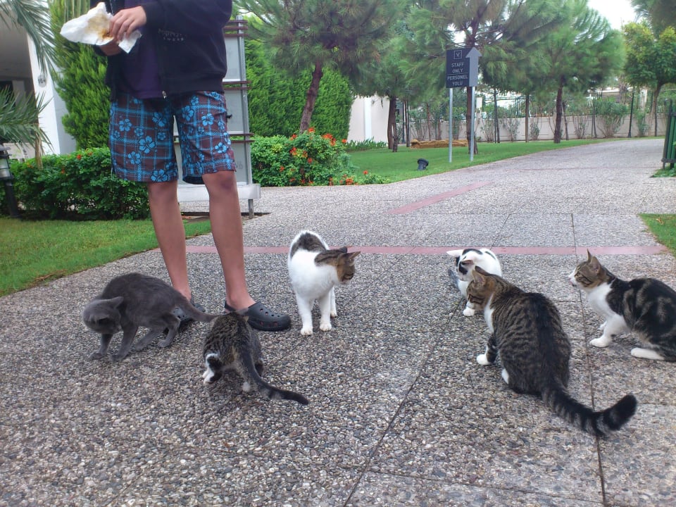 Katzen Voyage Belek Golf & Spa