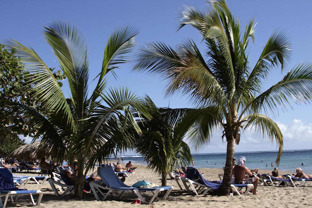 Palmen am Strand Sunscape Puerto Plata