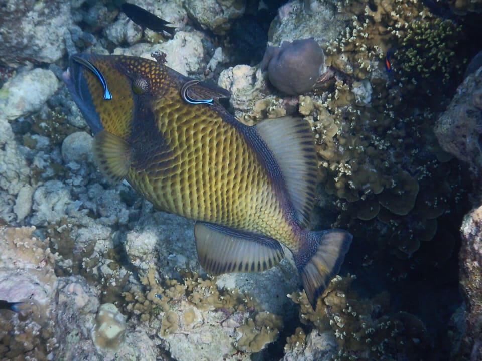 Meedhupparu Adaaran Select Meedhupparu Island Resort - Premium All Inclusive