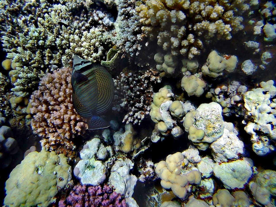 Strand Makadi Spa - Adults only