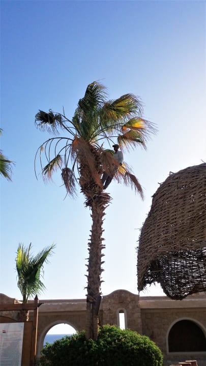 Gartenanlage Pickalbatros Citadel Resort