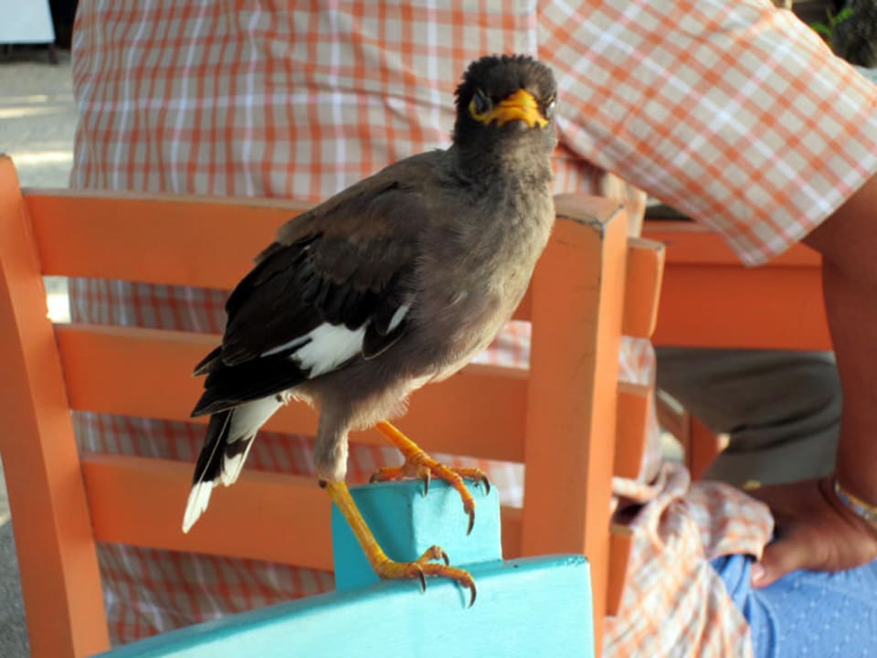 Raptoren beim Frühstück The Fair House Beach Resort