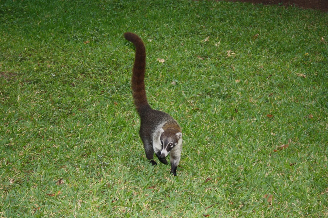 Nasenbär Hotel Riu Tequila
