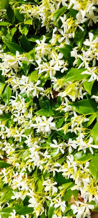 Gartenanlage Aydinbey Kings Palace & Spa