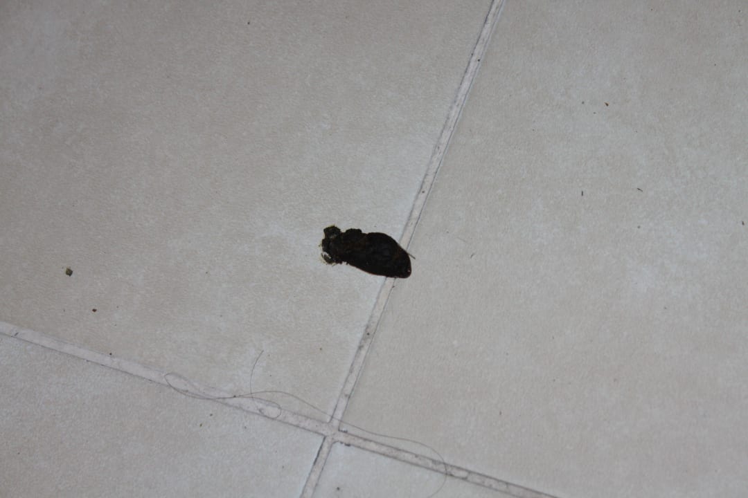 Katzenkot im Speisesaal VONRESORT Golden Beach