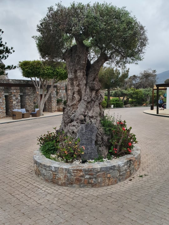 Gartenanlage Ikaros Beach Luxury Resort & Spa - Adults Only