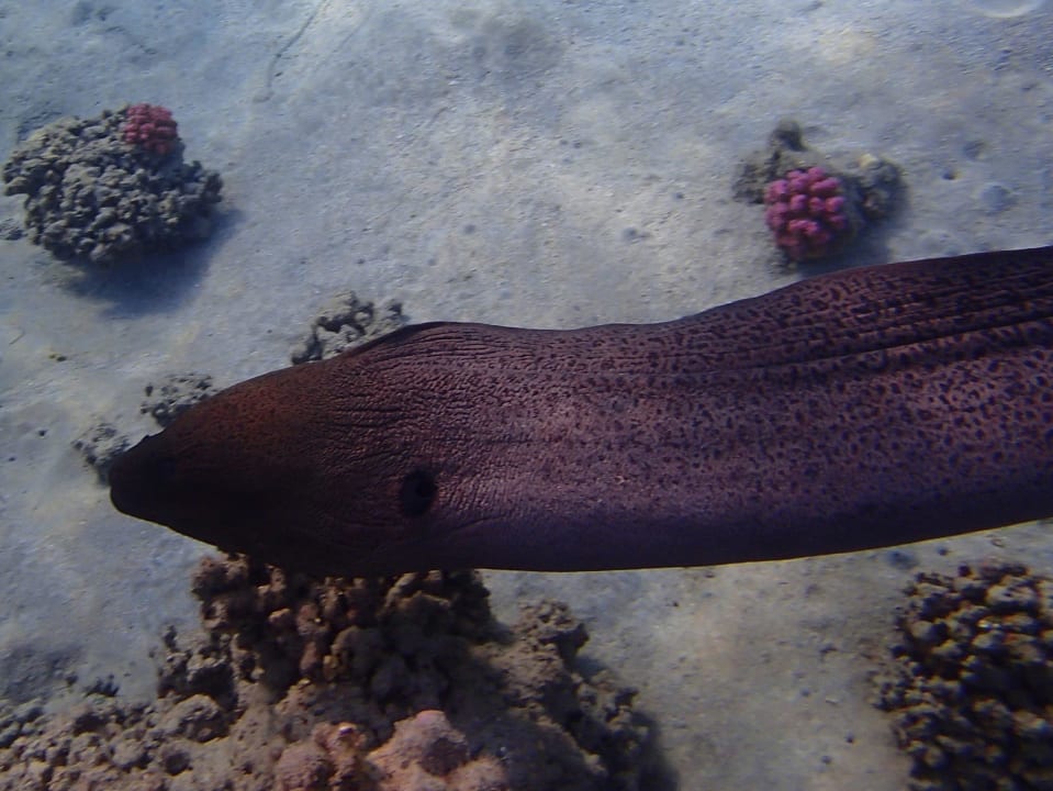 ....... Malikia Resort Abu Dabbab