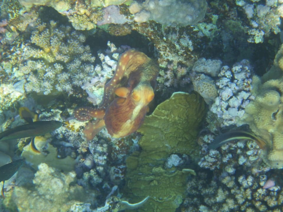 Strand Bliss Nada Beach Resort