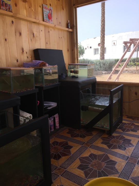 Die Aquarien für das Fusspeeling Three Corners Equinox Beach Resort