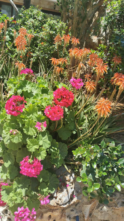 Gartenanlage Cactus Royal