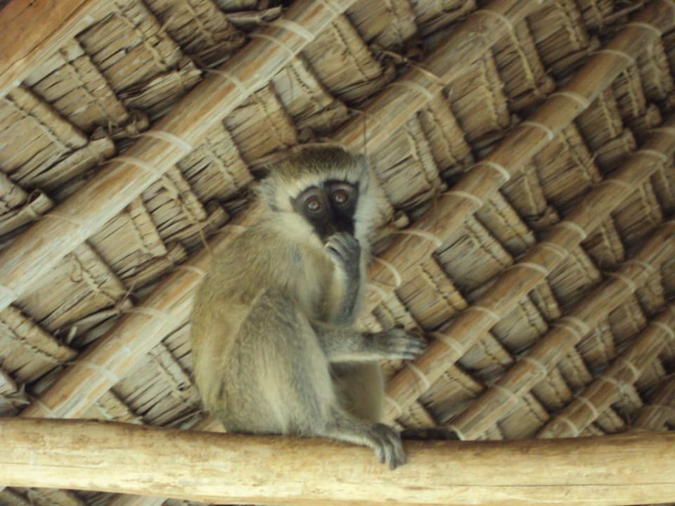Affe bei unserem Balkon Voi Wildlife Lodge