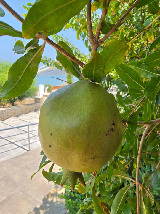 Gartenanlage Gold Island Mondo
