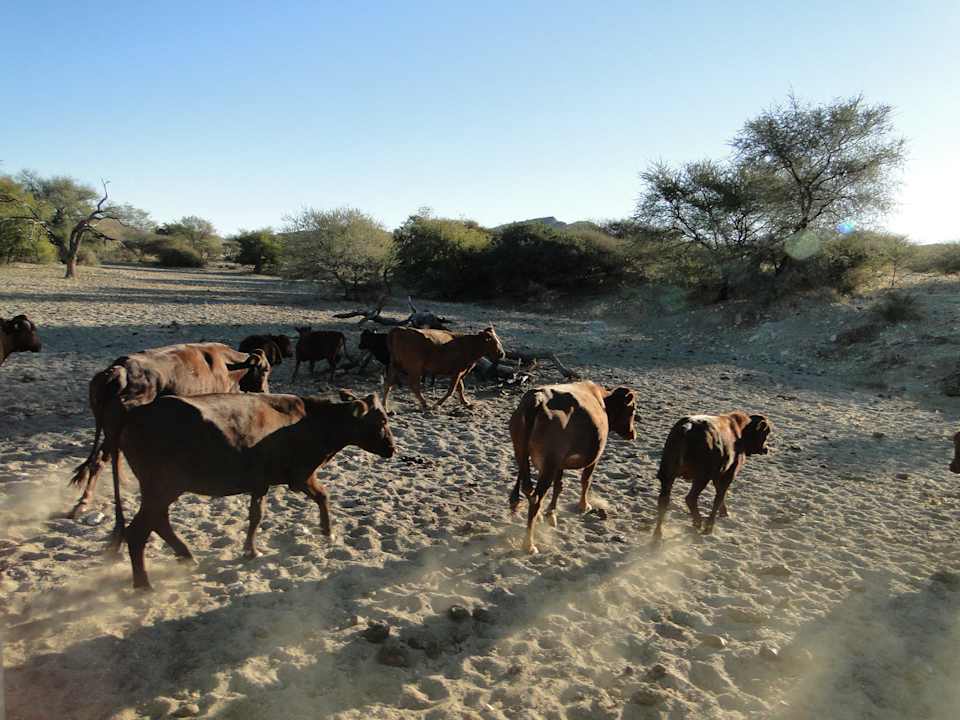 Rinder Tsawichas Farm