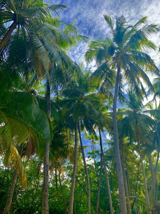Gartenanlage Ellaidhoo Maldives by Cinnamon