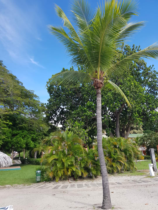 Gartenanlage Grand Decameron Panama, A Trademark All Inclusive Resort