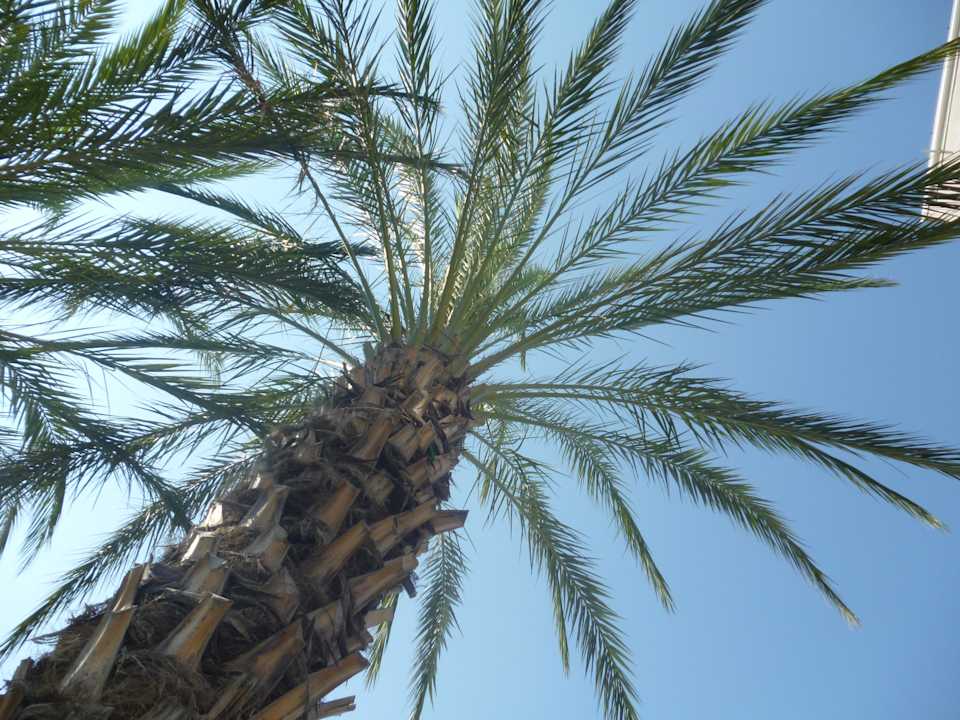 Palmen Aska Hotel Just in Beach