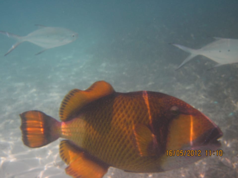 Unterwasserwelt Villa Park Sun Island