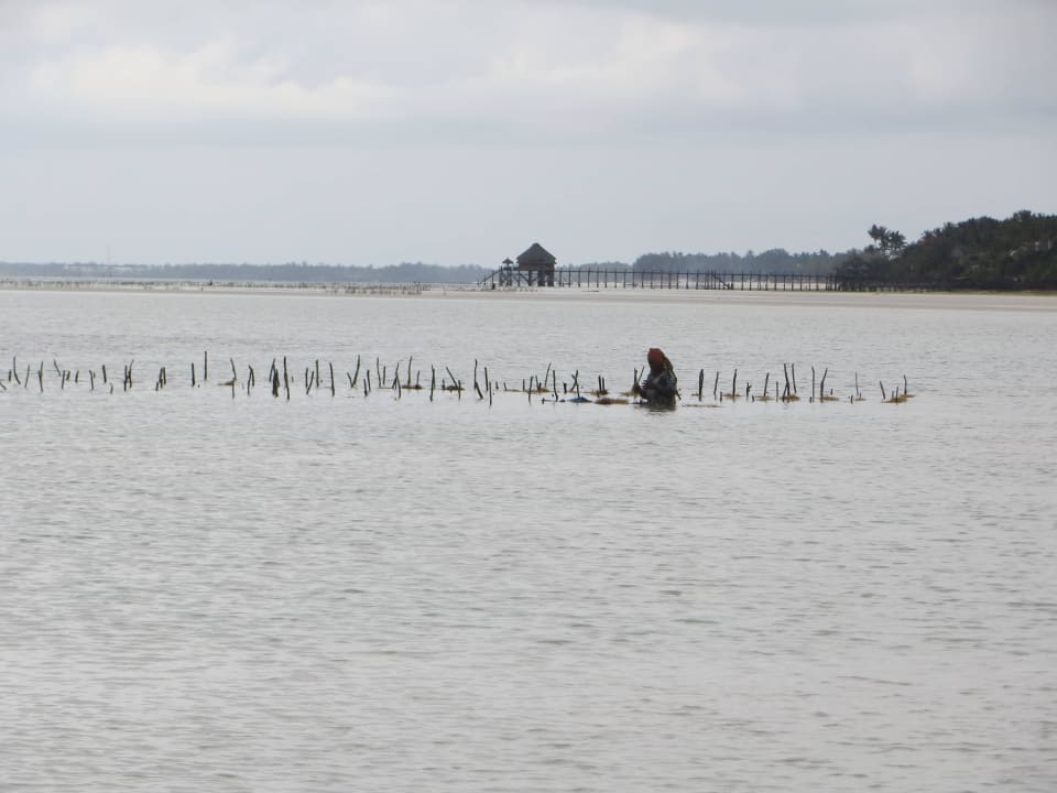 Empfehlenswert: die Wattwanderung am Hotelstrand ananea Diamonds Mapenzi