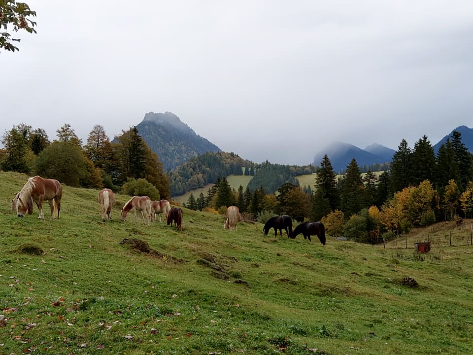 Ausblick Gesundheitsbauernhof Haflingerhof
