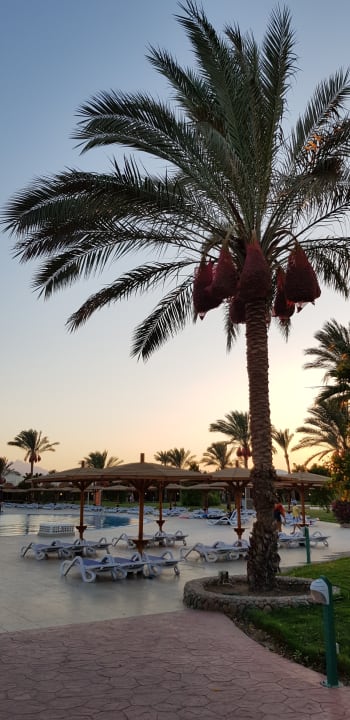 Gartenanlage Desert Rose