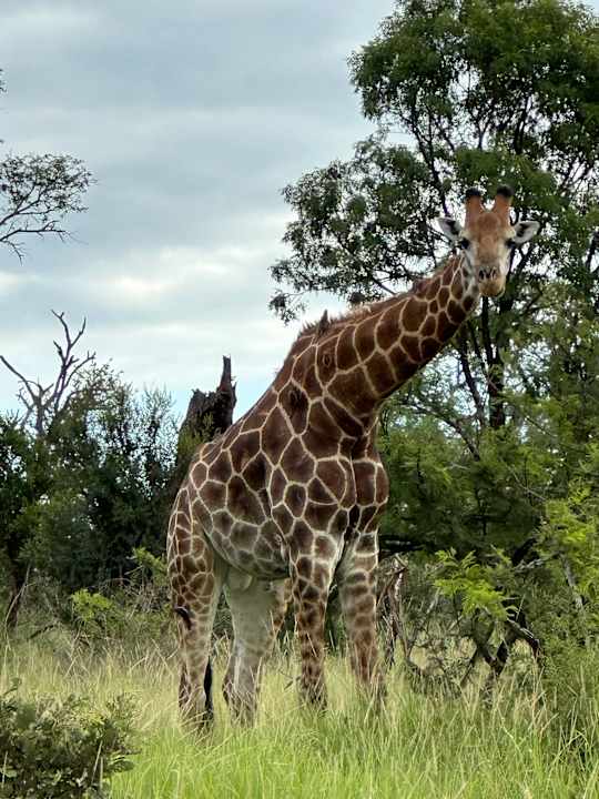 Sport & Freizeit Sabi Sabi Earth Lodge