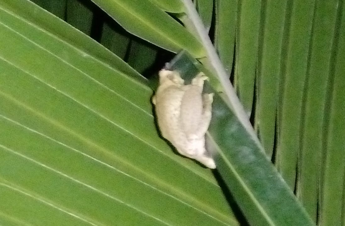 Gartenanlage Villa Diane