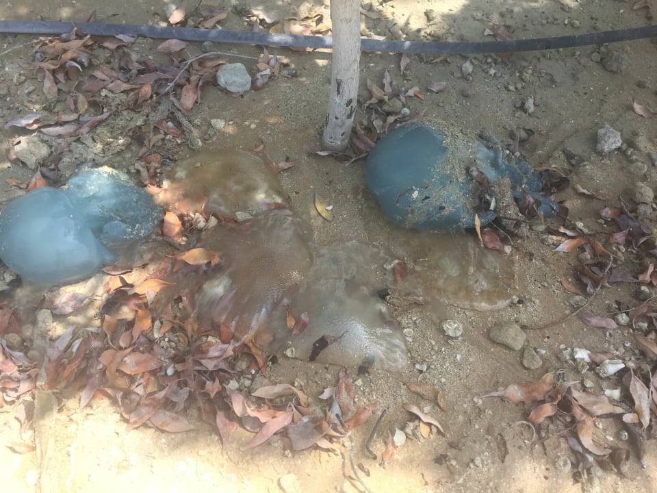 Strand Aloft Palm Jumeirah