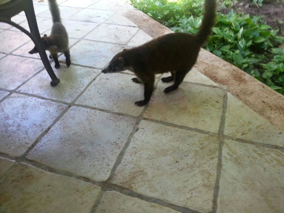 Hotel Catalonia Playa Maroma Catalonia Playa Maroma