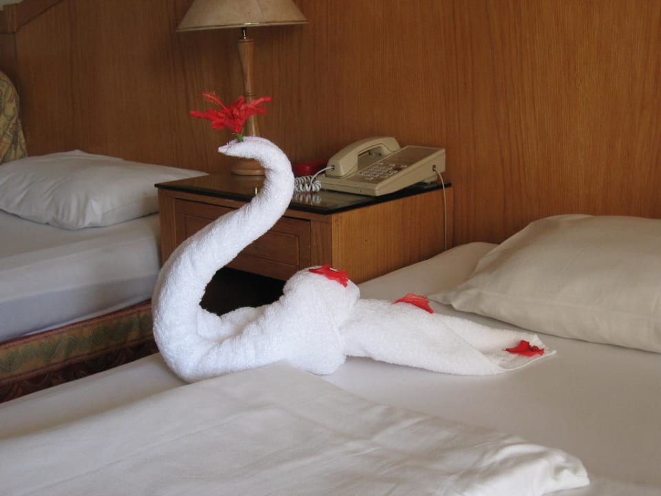 Schwan auf dem Bett Ghazala Beach