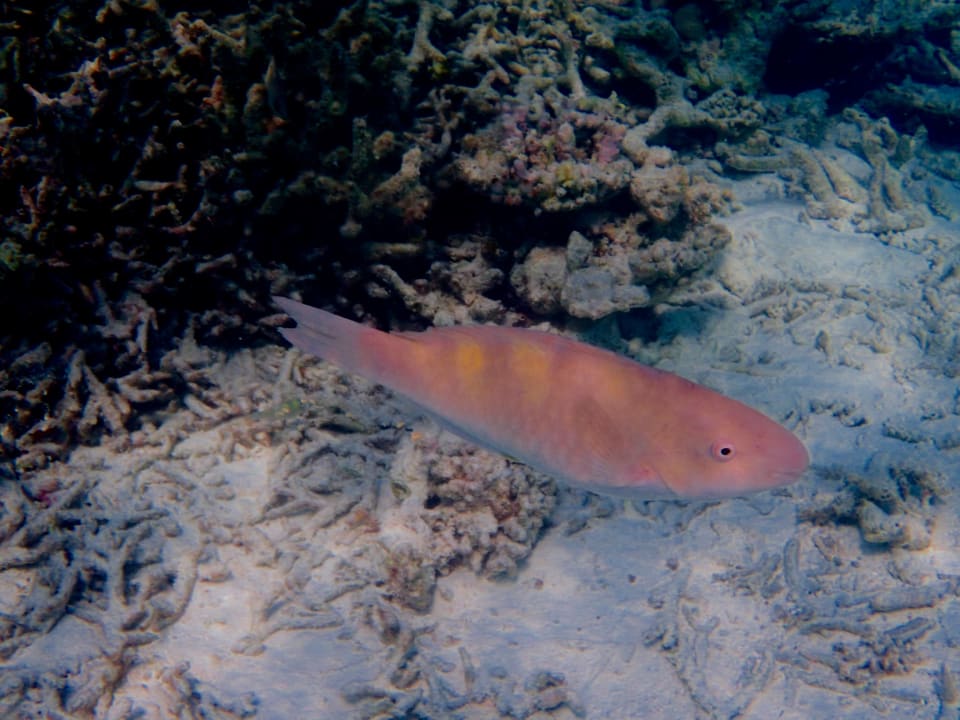 Sport & Freizeit Thulhagiri Island Resort