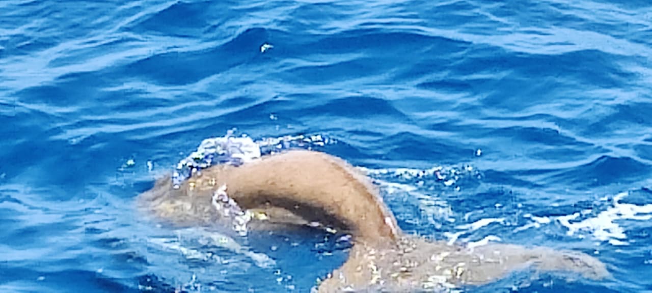 Ausblick Fantazia Resort Marsa Alam