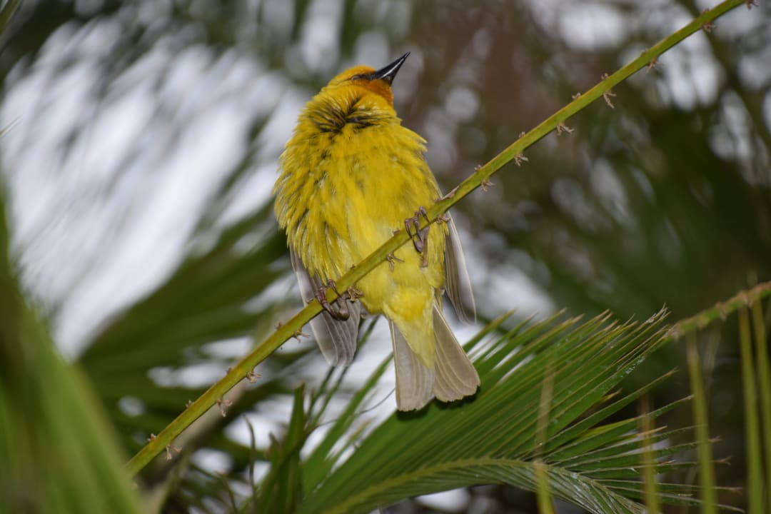 Gartenanlage The Graywood Hotel