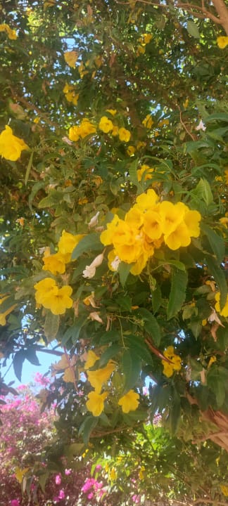 Gartenanlage Desert Rose