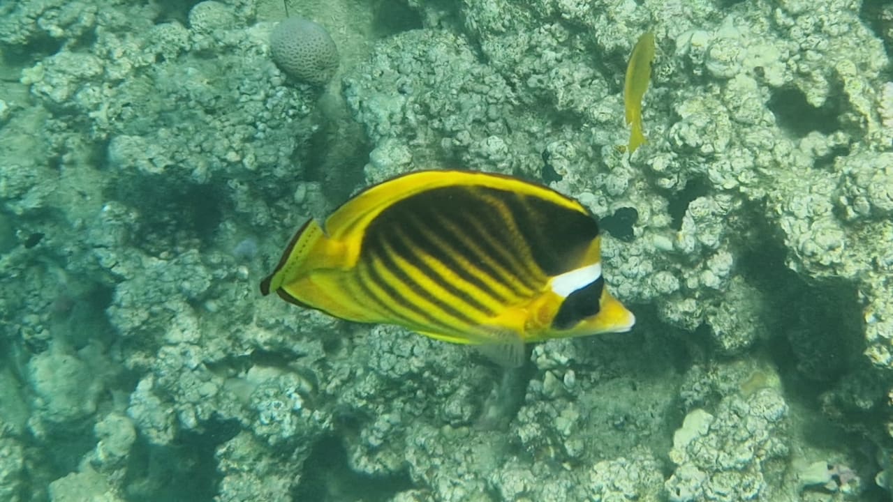 Strand Cleopatra Luxury Resort Makadi Bay