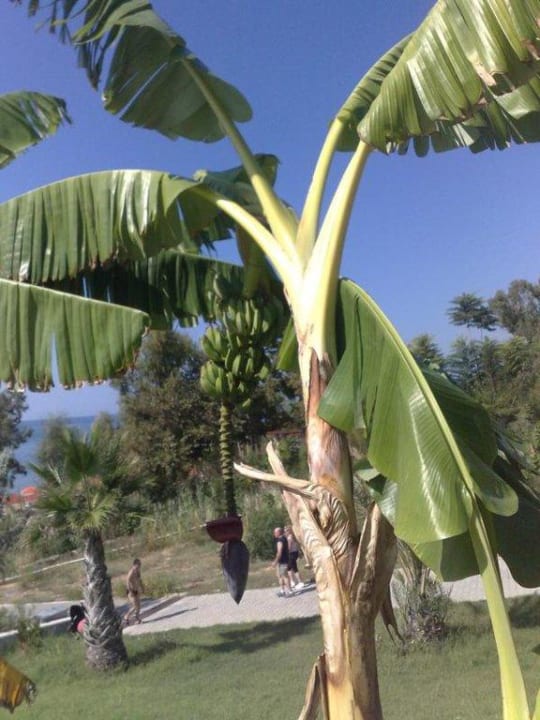 Bananen an der Strandbar Club Sidelya Hotel
