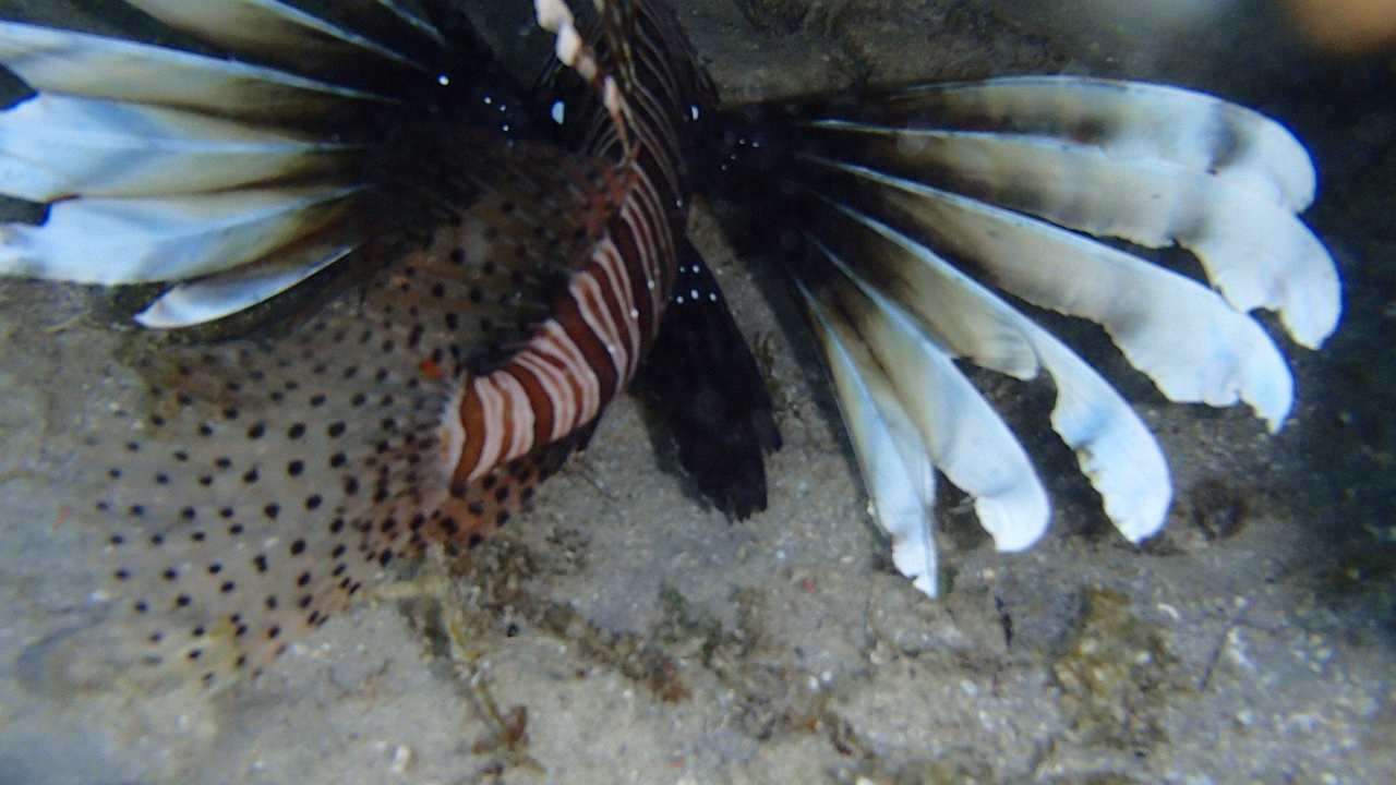 Ryba na hotelowej rafie Rehana Sharm Resort Aqua Park & Spa