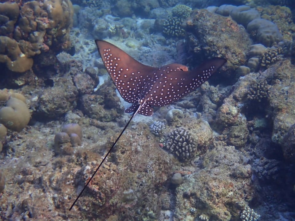 Sport & Freizeit Filitheyo Island Resort